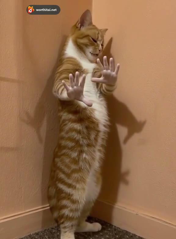 Cat style example with a platform watermark. Not a customer submission or a verified output of this single-person template.