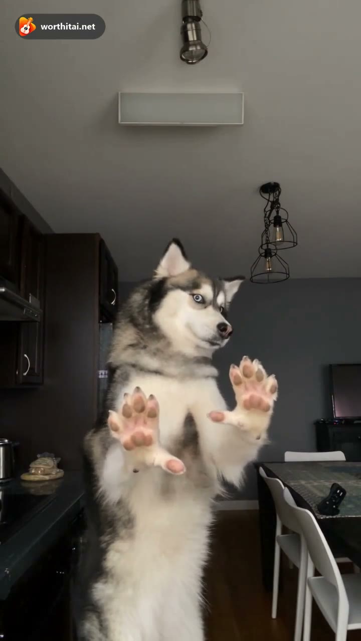WorthItAI demo — not a customer submission. A husky puts both paws by its head, raises them, and points at the camera. Platform watermark. Not an official Imael Angel performance.