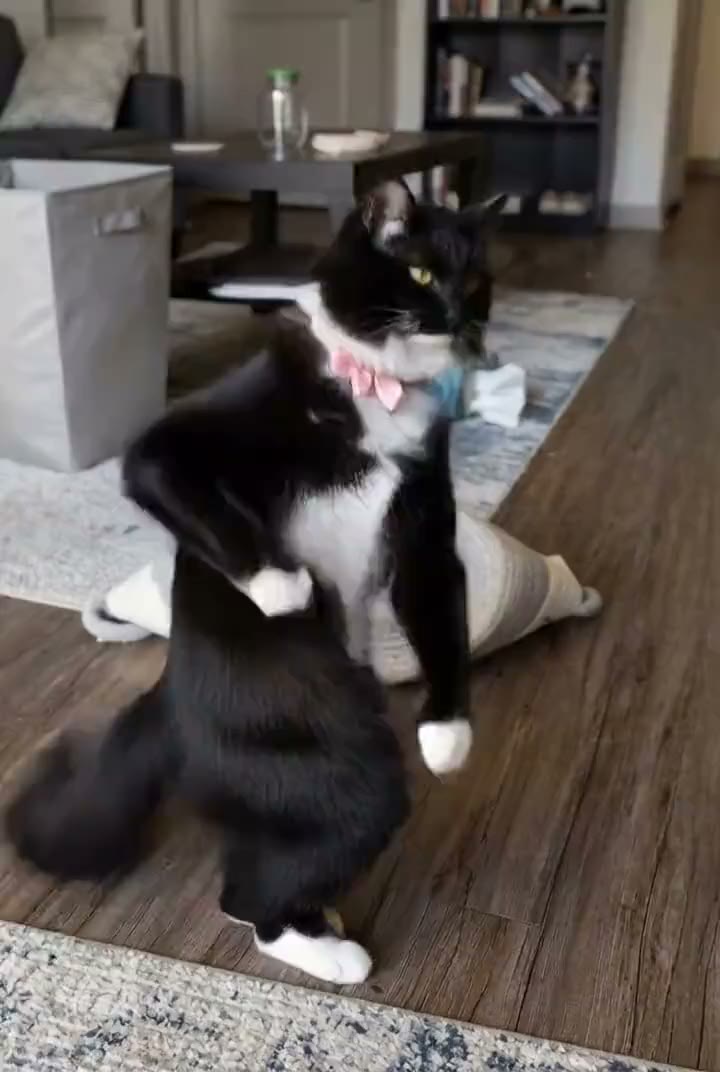 Cat routine reference: an upright cat steps, pulses its arms and turns. Supplied reference, not a customer video.